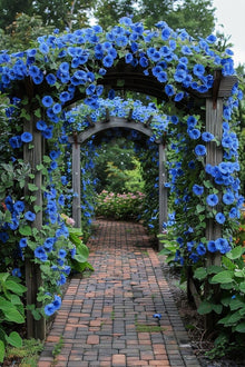 Black Dawn Morning Glory Seeds (Flowerssamen der) for a colorful addition to any planting