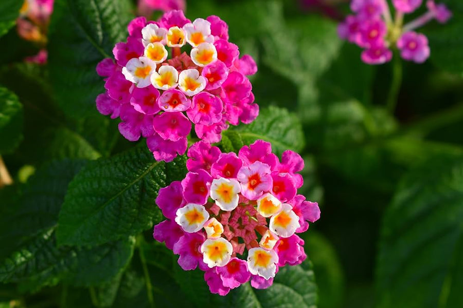 Lantana Camara bonsai seeds for planting in home garden