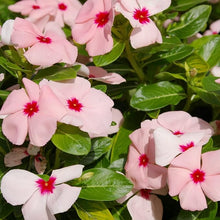 Vinca Catharanthus Roseus Seeds valued for cottage Seasonal Displays