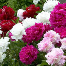 Peony Seeds (Paeonia lactiflora) for growers establishing the outdoor garden or bonsai containers