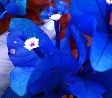 Blue Bougainvillea Seeds (Bougainvillea spp.) for growers filling out the Flower Bed & Vertical Garden