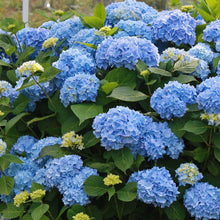 Hydrangea flower Seeds (Hydrangea macrophylla) for vertical growth across the garden beds or decorative pots