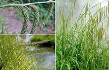 Carex Pendula Carex Pendula Seeds for a lasting display in the Flower Bed & Home Garden