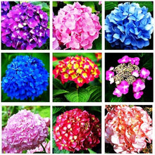 Hydrangea Hydrangea Macrophylla Bonsai Seeds for long-term planting in the Indoor Balcony Displays