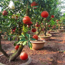 Lemon Tree Seeds (Citrus limon) for growers planting the patio pots and kitchen garden areas