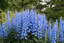 Larkspur Blue Spire Seeds for a lasting display in the Heirloom Flower Garden Borders
