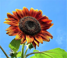 Autumn Beauty Sunflower Seeds for reliable seasonal color