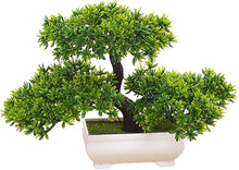 Army Green: Saffron Pot Seeds for long-term planting in the yard