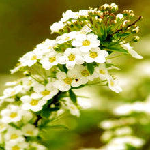 Alyssum Lobularia Maritima Seeds for a colorful addition to any planting