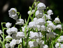 Lily Convallaria Majalis White Lily of the Valley Seeds for growers filling out the Shaded Gardens