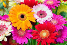 Gerbera Jamesonii Mixed Daisy Seeds for a colorful addition to any planting