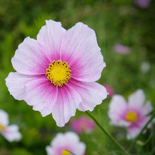 Cosmos Radiance Flower - for planting in home garden