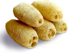 Loofah Sigua Seeds known for growing Natural Sponges