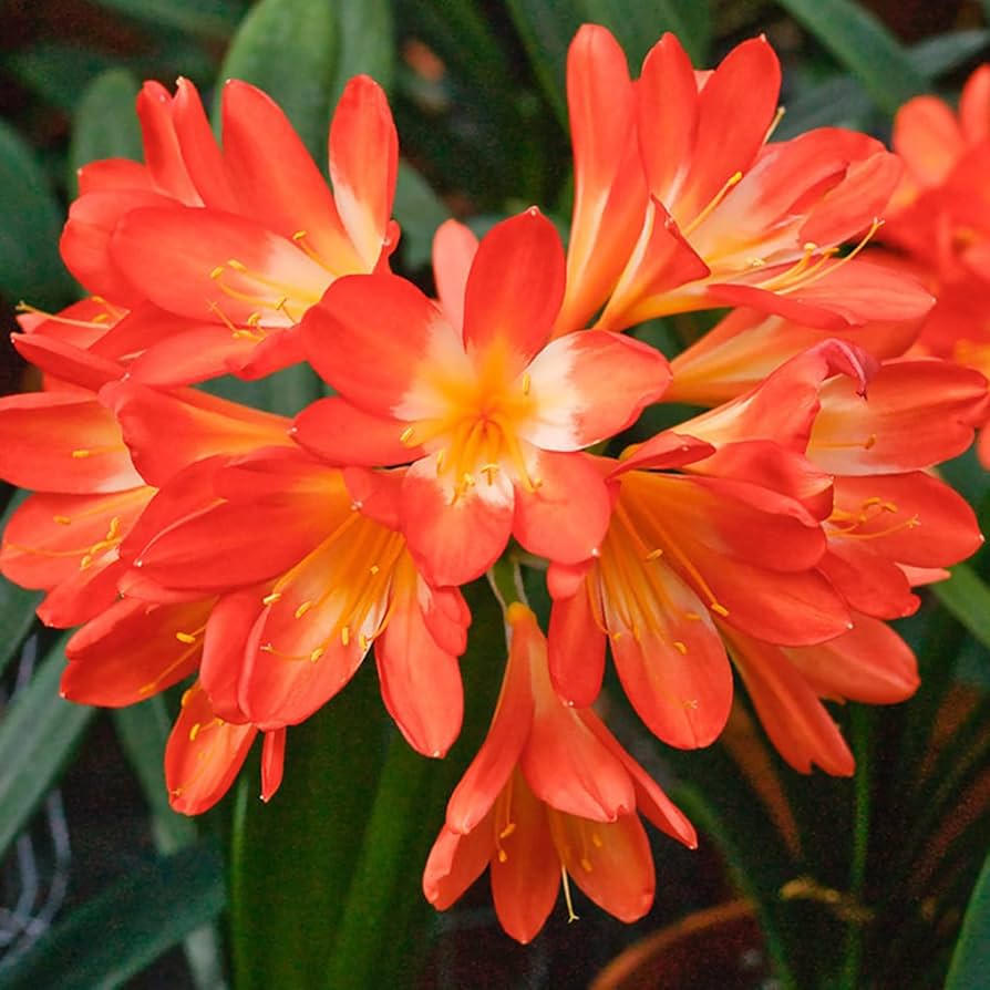 Rainbow Clivia Clivia miniata for planting in home garden.