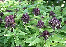 Licorice Basil (Ocimum basilicum) for planting in herb garden and cooking use
