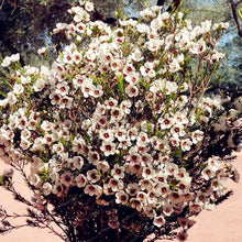 Mischfarbe Geraldton Wachsblume Seeds (Eremophila spp.) for seasonal color across the Flower Bed