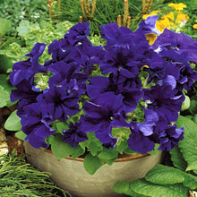 Petunia Seeds for gardeners building out beds and borders