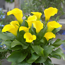 Calla Bonsai Seeds valued for beautiful Indoor Plants
