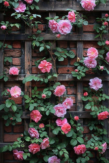 Climbing Rose Mixed Colors Seeds for climbing cover in the Courtyard Fence Trellis