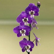 Orchid Orchidaceae spp. flower seeds for planting in indoor pots or greenhouse environments - for planting in home garden