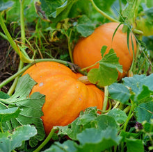 Howden Biggie Pumpkin Cucurbita pepo vegetable seeds for kitchen garden planting - for planting in home garden
