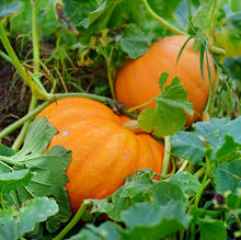 Atlantic Giant Pumpkin Seeds known for competitions