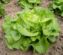 Euro Lettuce Lactuca Sativa Seeds for a fresh homegrown crop from the Flower Bed