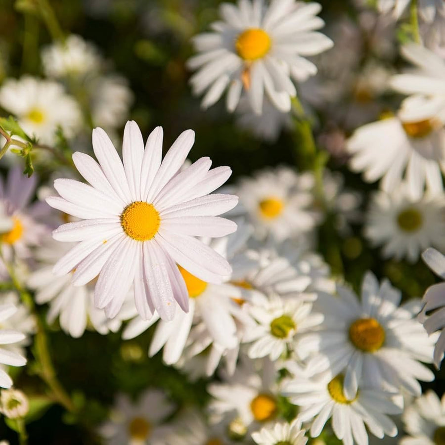 Fragrant Chrysanthemum Chrysanthemum morifolium daisy flower seeds for planting in kitchen garden beds - for planting in home garden