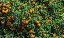 Bonsai Fruit Tree Seeds for growers planting the Unique Bonsai Gardens