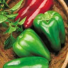 Jupiter Pepper Seeds known for 2017