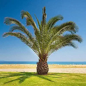 Pineapple Palm Syagrus romanzoffiana for planting in tropical garden