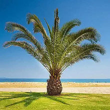 Pineapple Palm Syagrus romanzoffiana for planting in tropical garden