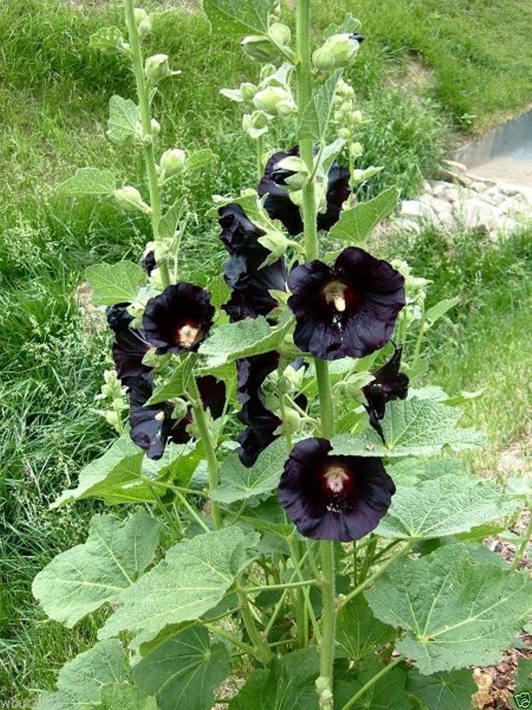 Hollyhock flower Alcea rosea seeds for planting in cottage gardens or flower beds