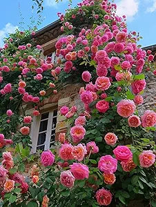 Rose Rosa multiflora Rattan climbing flower seeds for planting in vertical garden or trellis backyard areas - for planting in home garden