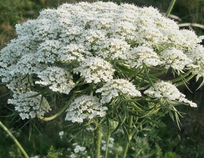 Baby’s Breath Fragrant Flower - for planting in home garden