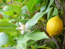 Bulk Lemon & Lime Seeds grown for easy Planting