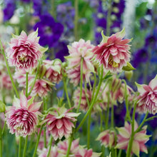 Columbine Barlow Bordeaux Seeds known for hardy Aquilegia Flowers