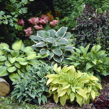 Hosta Perennial Plants for reliable seasonal color