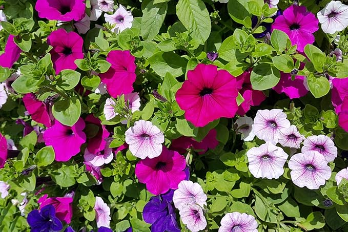 Hanging Petunia (Petunia hybrida) seeds for planting in home garden