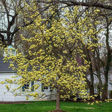Magnolia Magnolia Denudata Yellow Seeds for a lasting display in the Garden Outdoor Landscaping