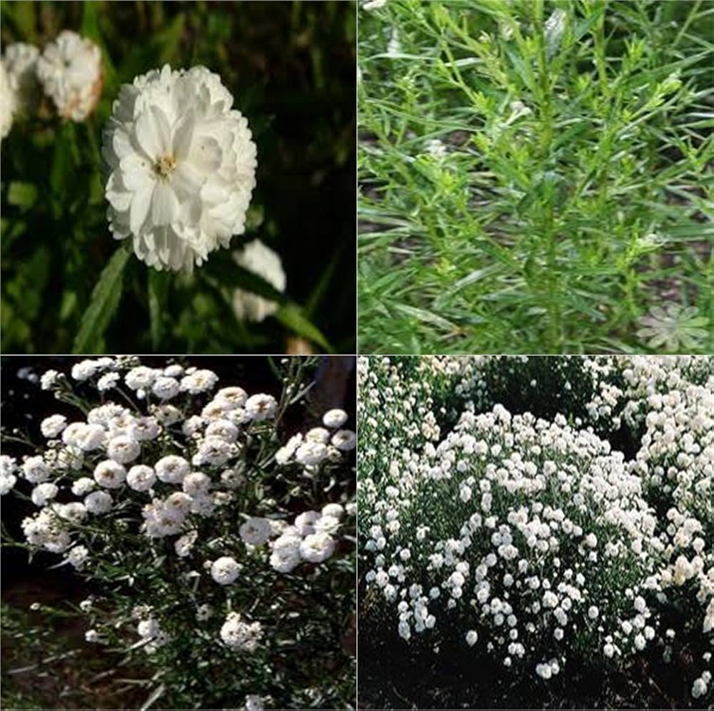 Heirloom Non-GMO Pearl White Yarrow Seeds