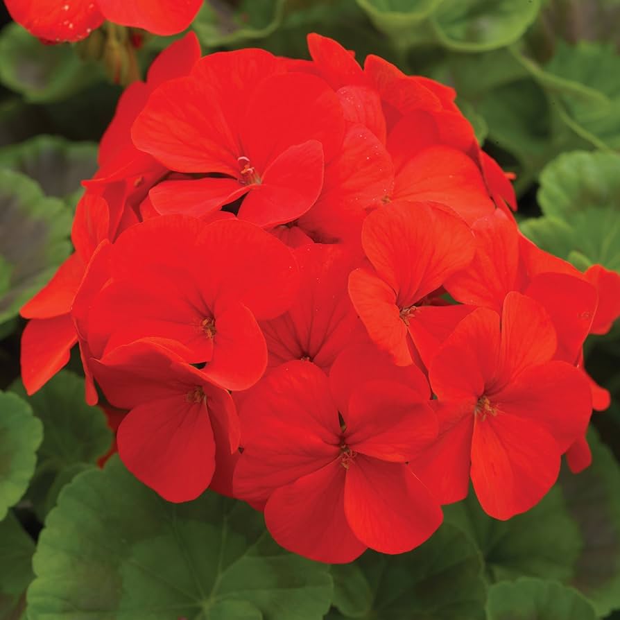 Geranium Pelargonium × hortorum Pinto Premium Deep Rose Spring flower seeds for planting in pots or borders - for planting in home garden