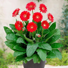 Gerbera Daisy Seeds (Gerbera jamesonii) for seasonal color across the flower beds and indoor planters
