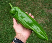 Italian Sweet Pepper Seeds for a reliable harvest in the Vegetable Patch