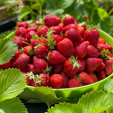 Strawberry Fragaria × Ananassa Super Sweet Everbearing Seeds for growers planting the Backyard Container Gardening