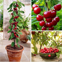Giallo Cherry Seeds for growers planting the Indoor Garden