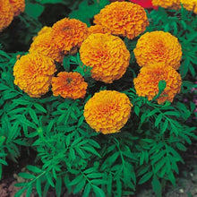 Hohe Chinesische Aster "King Size" Seeds for seasonal color across the Your Garden