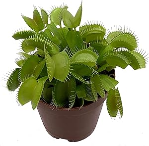 Venus Flytrap Dionaea muscipula flower seeds for planting in indoor pots or terrarium setups - for planting in home garden