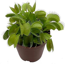 Venus Flytrap Dionaea muscipula flower seeds for planting in indoor pots or terrarium setups - for planting in home garden
