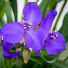 Ohio Spiderwort Seeds (Tradescantia ohiensis) for colorful blooms in the flower beds and meadow gardens